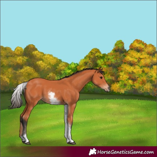 Horse Color:White Spotted Bay