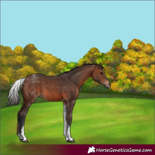Horse Color:White Spotted Brown 