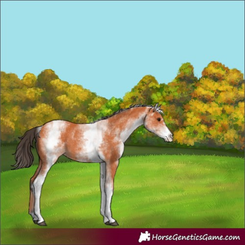 Horse Color:White Spotted Bay