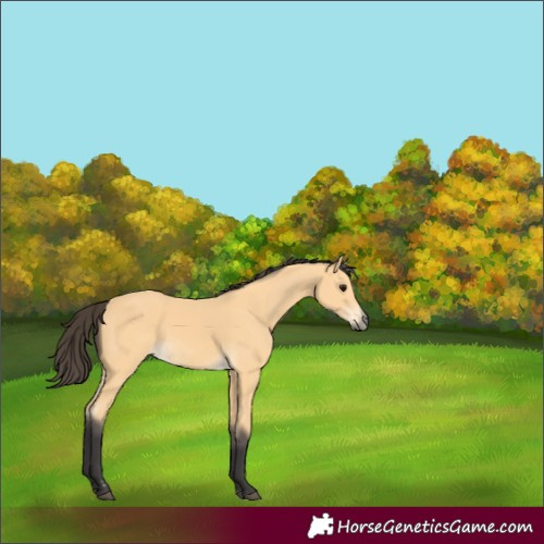 Horse Color:Buckskin