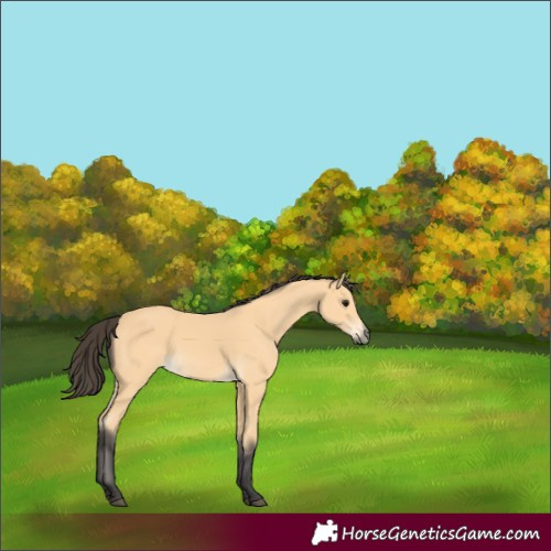 Horse Color:Buckskin