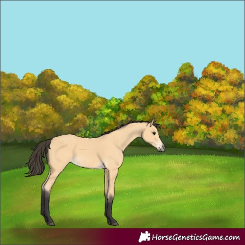Horse Color:Buckskin