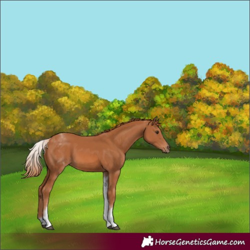 Horse Color:White Spotted Chestnut 