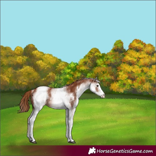 Horse Color:White Spotted Chestnut 
