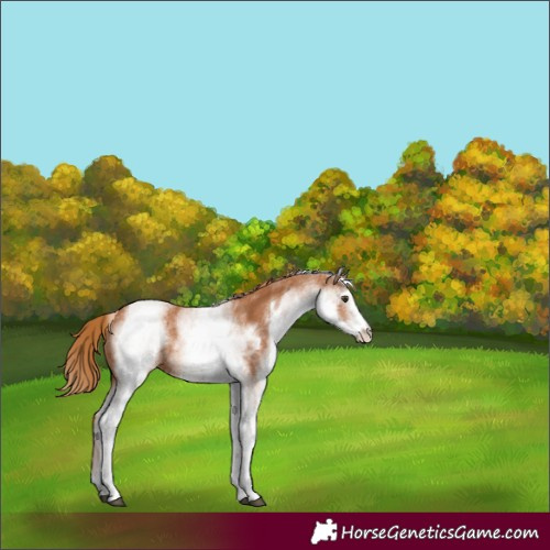 Horse Color:White Spotted Chestnut 