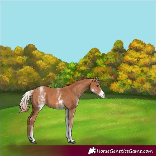 Horse Color:White Spotted Chestnut 