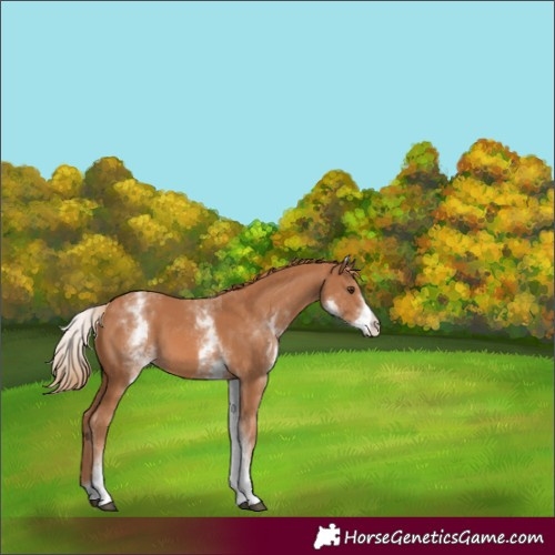 Horse Color:White Spotted Chestnut 