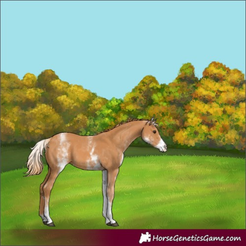 Horse Color:White Spotted Chestnut
