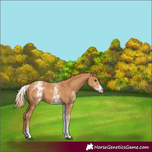 Horse Color:White Spotted Chestnut 