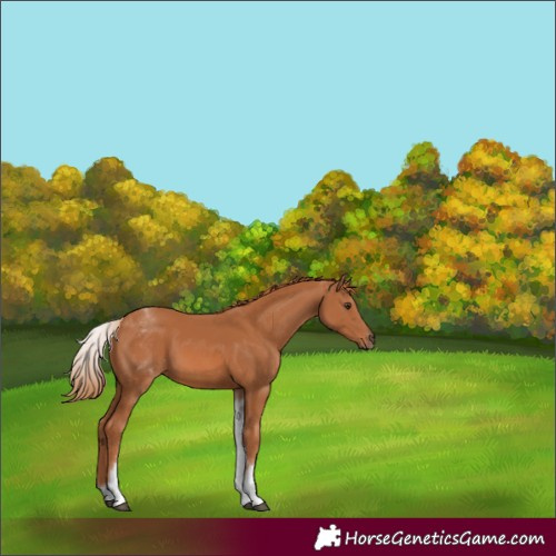 Horse Color:White Spotted Chestnut