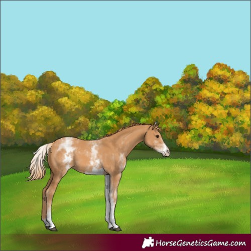 Horse Color:White Spotted Chestnut