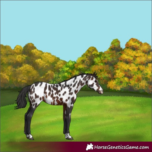 Horse Color:Brown Appaloosa 
