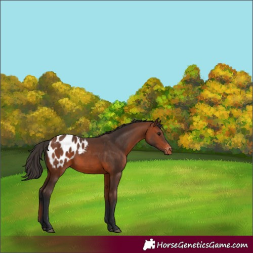 Horse Color:Bay Appaloosa