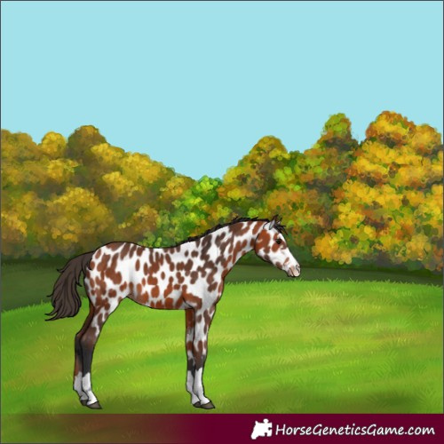 Horse Color:Bay Appaloosa