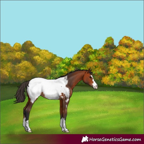 Horse Color:Bay Appaloosa 