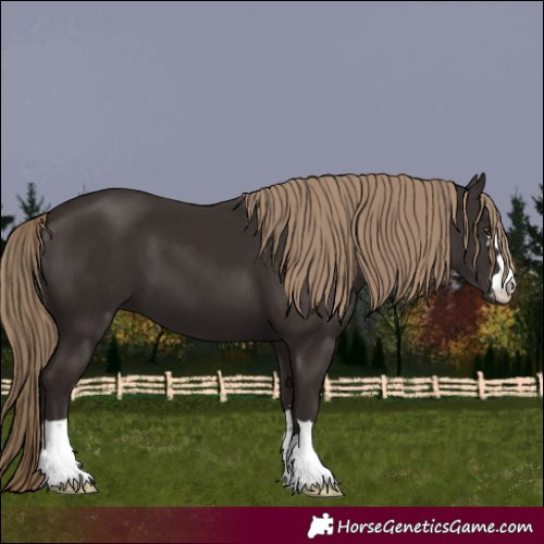 Horse Color:Liver Chestnut 