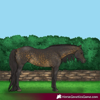 Horse Color:Buckskin 