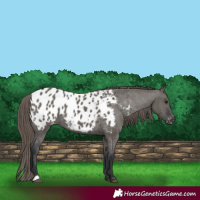 Horse Color:Grullo Near Leopard 