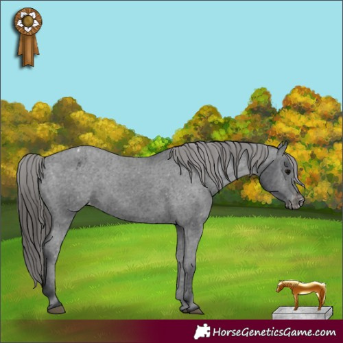 Horse Color:Black Appaloosa Rabicano 