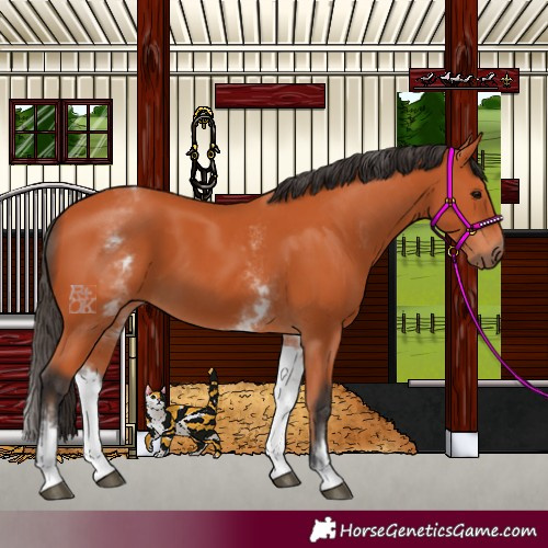 Horse Color:White Spotted Bay 