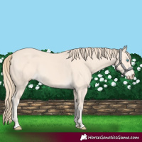 Horse Color:Perlino 