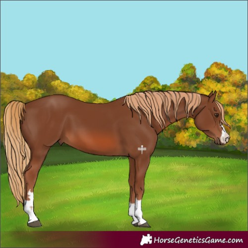 Horse Color:Chestnut 