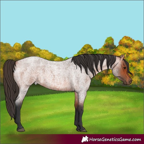 Horse Color:Bay Roan 