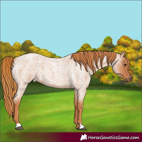 Horse Color:Red Roan 