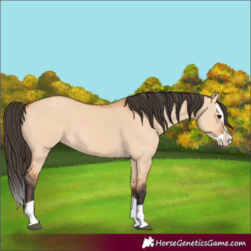 Horse Color:Bay Dun Splash 