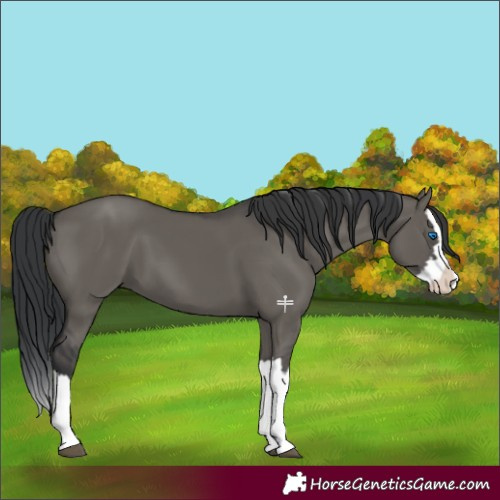 Horse Color:Grullo Splash 