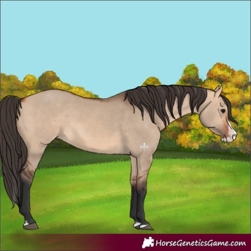 Horse Color:Bay Dun Splash 