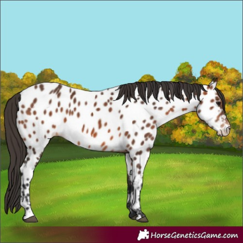 Horse Color:Bay Appaloosa 