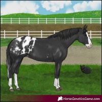Horse Color:Black Splash Appaloosa 