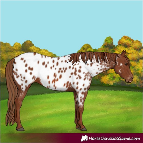 Horse Color:Chestnut Appaloosa 