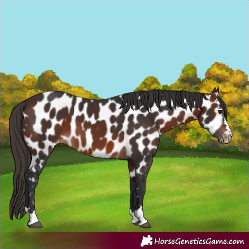 Horse Color:Brown Appaloosa