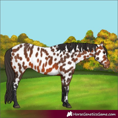 Horse Color:Bay Appaloosa 