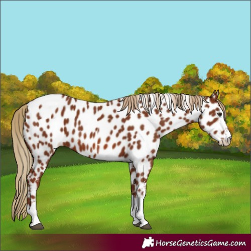Horse Color:Chestnut Appaloosa