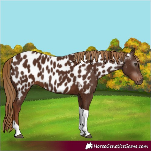 Horse Color:Gray Chestnut Tobiano Appaloosa 