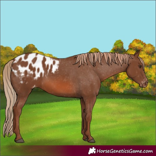 Horse Color:Chestnut Appaloosa 