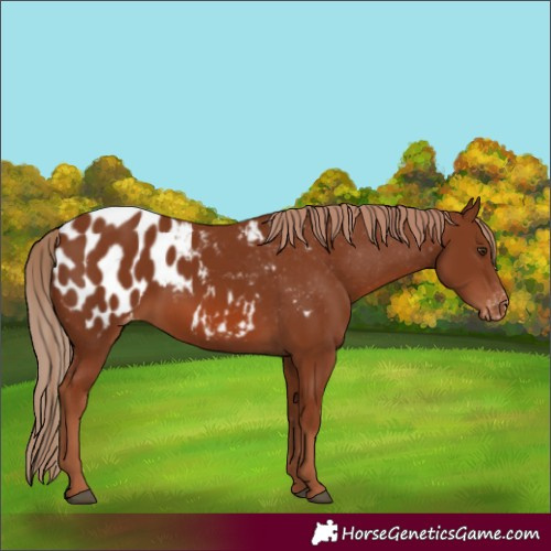 Horse Color:Chestnut Appaloosa 