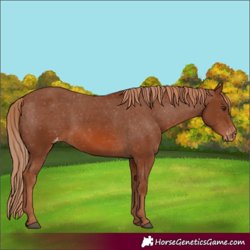 Horse Color:Chestnut Appaloosa 