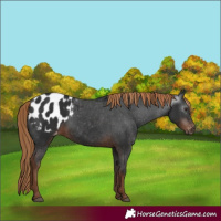 Horse Color:Gray White Spotted Liver Chestnut Blanket