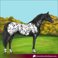Horse Color:Black Appaloosa 