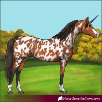 Horse Color:Bay Appaloosa 