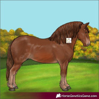 Horse Color:Chestnut 