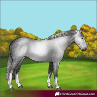 Horse Color:Gray White Spotted Liver Chestnut 