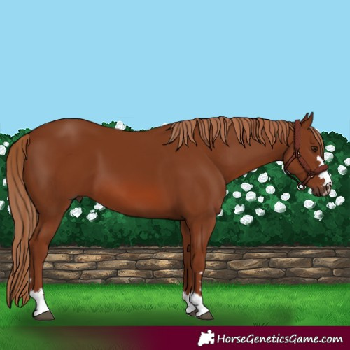 Horse Color:Chestnut 