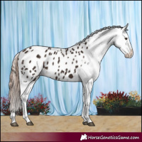 Horse Color:Liver Chestnut Appaloosa Rabicano