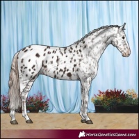 Horse Color:Liver Chestnut Appaloosa Rabicano 