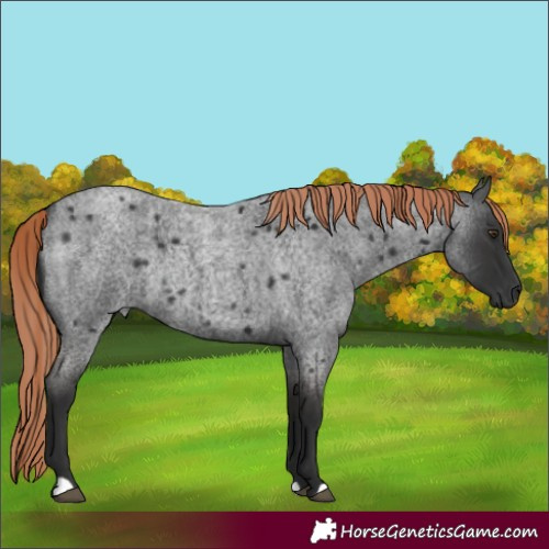 Horse Color:Liver Red Roan Rabicano 